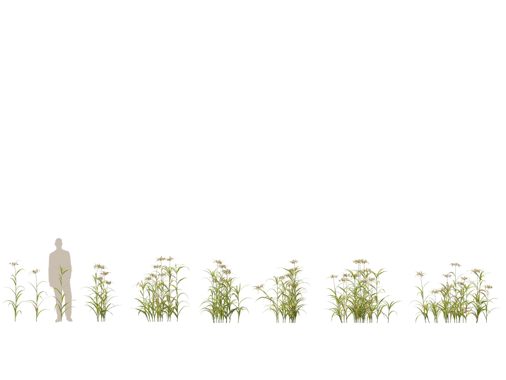 Media 1 for listing (Highpoly+Low Poly) Bolboschoenus fluviatilis - River bulrush