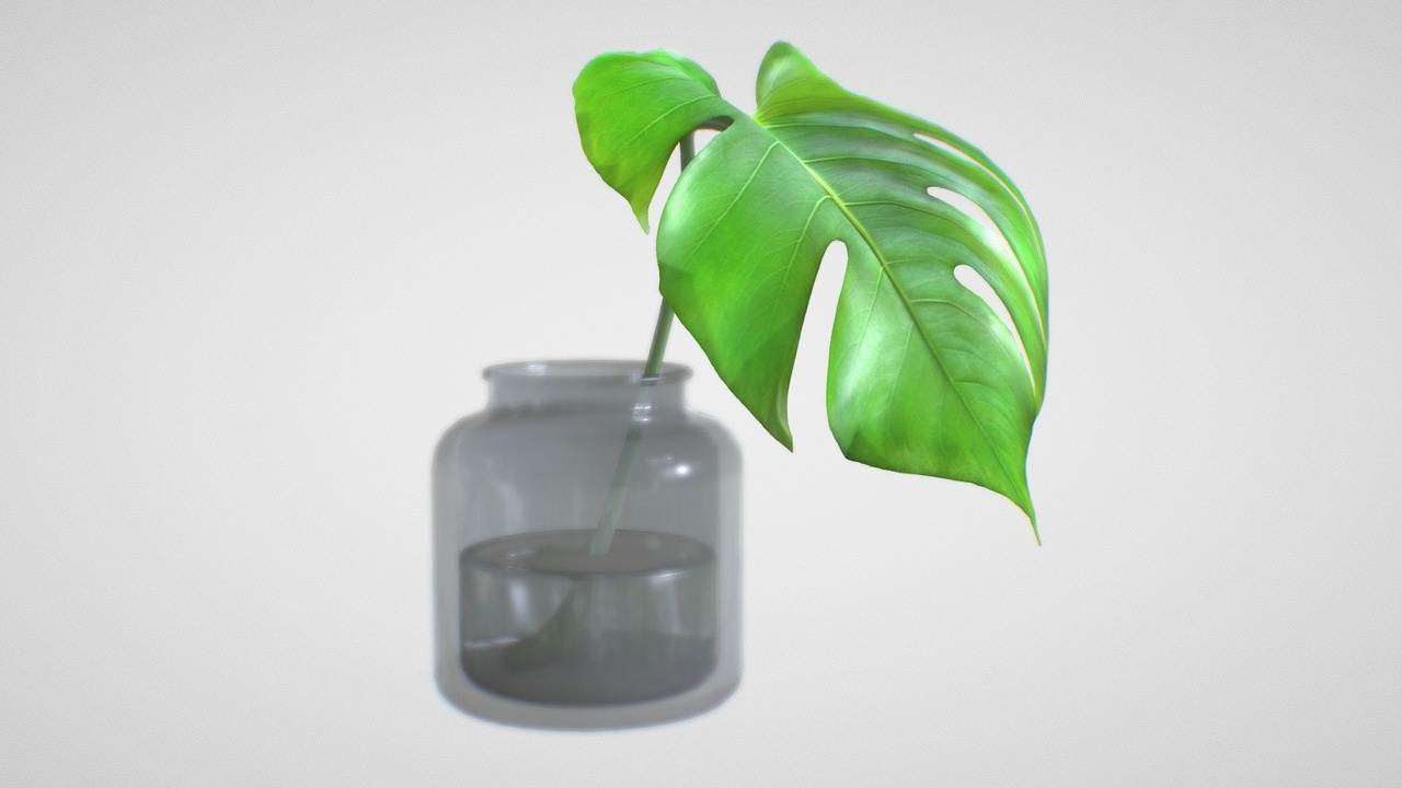 Media 1 for listing Monstera B03