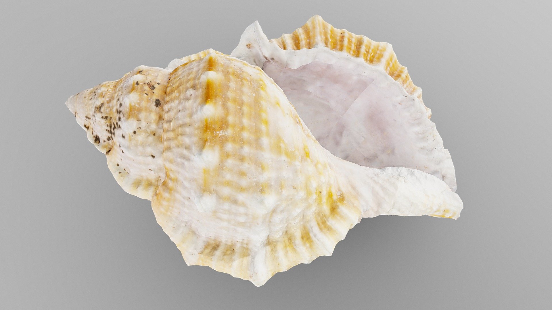 Angular Triton Sea Shell | Fab