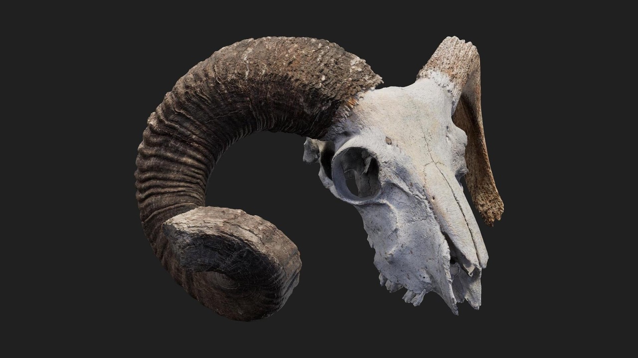 Media 1 for listing Animal Skull