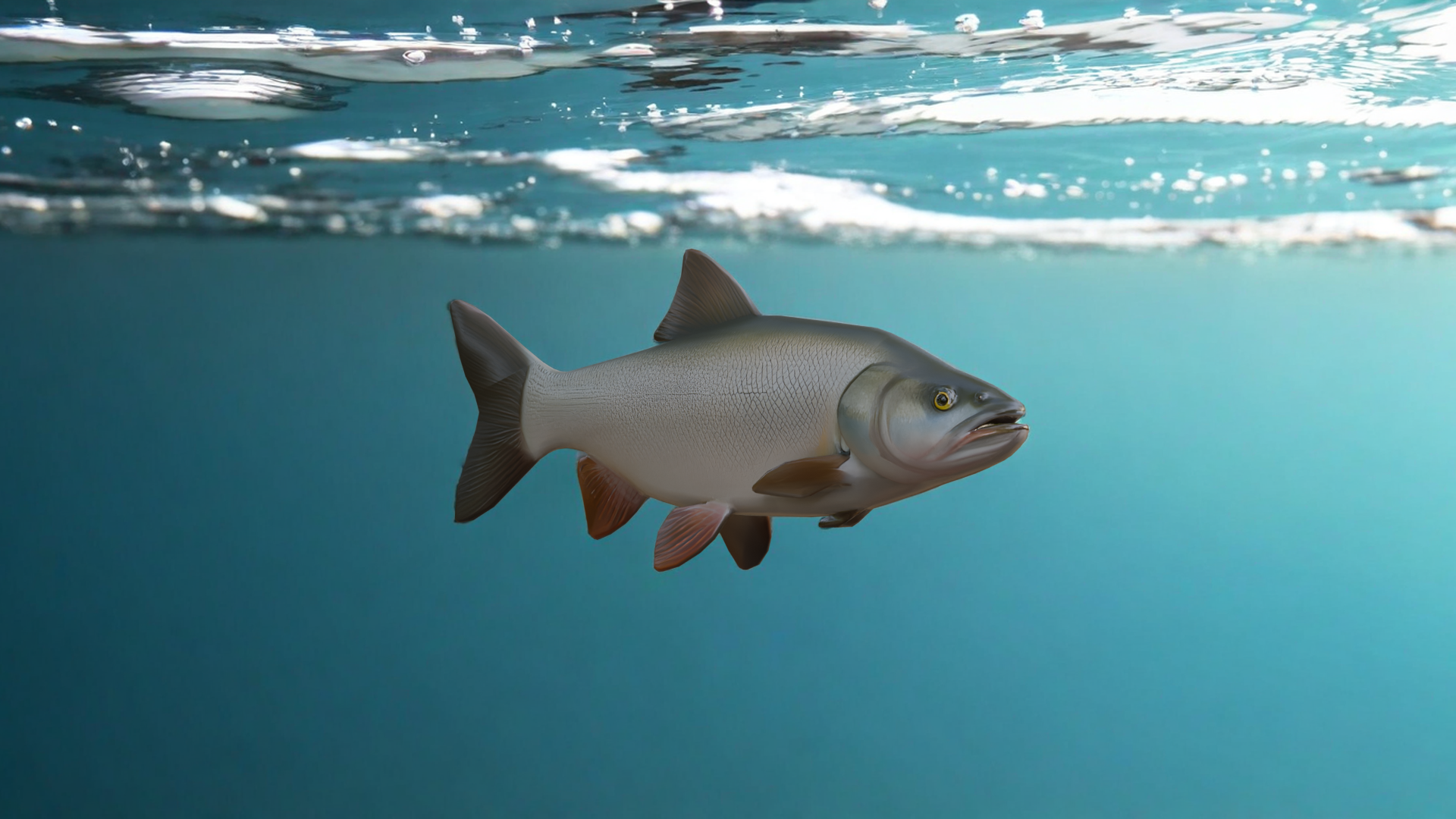 Realistic Freshwater Asp Fish — Low Poly 3D Model | Fab