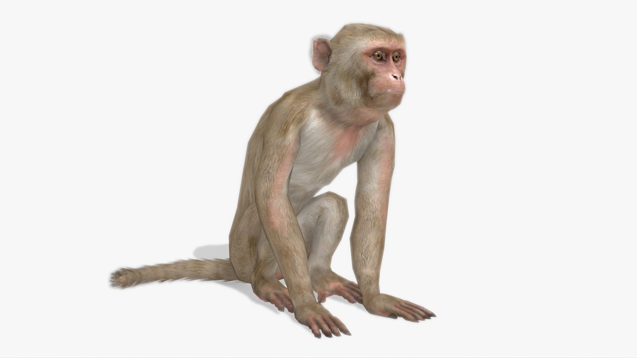 Media 1 for listing Macaque