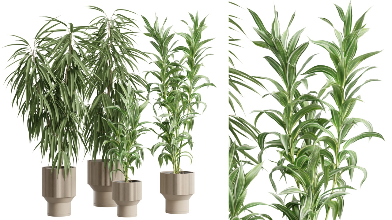 Media 1 for listing Indoor Plants Pack 88