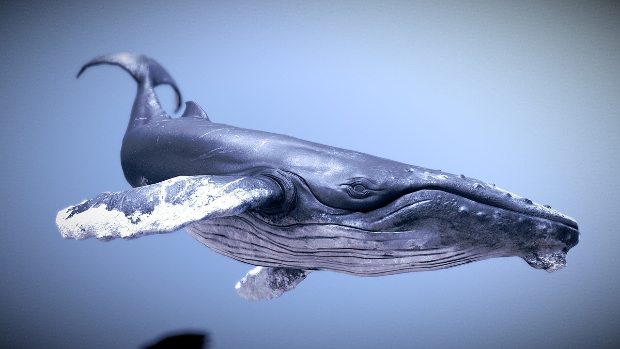 出品Humpback Whaleのメディア1