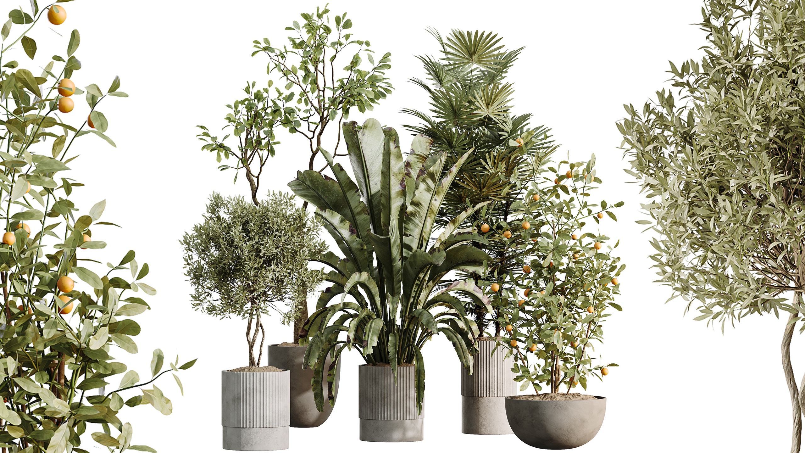 Media 1 for listing AV Indoor Plants Set 500 Palm Banana Ficus orange Olive