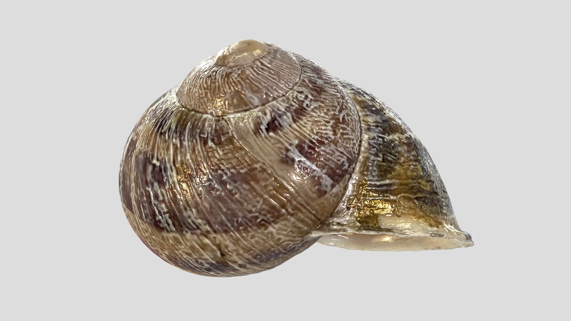 Garden Snail Shell_1 | Fab