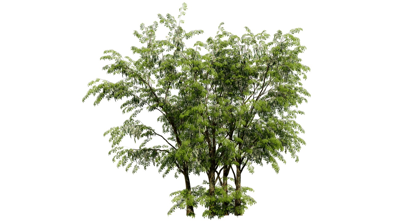 Media 1 for listing Arabian Leban Tree Wild Drumstick Tree