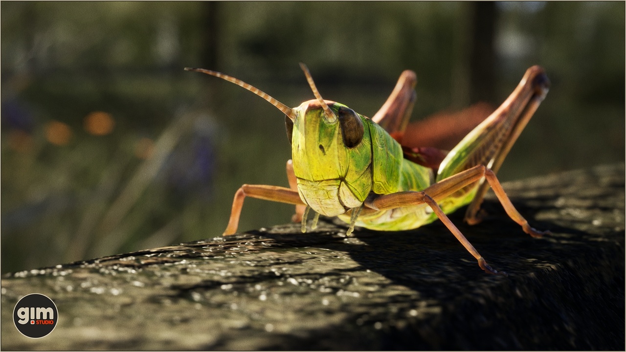 Media 1 for listing Animalia - Meadow Grasshopper