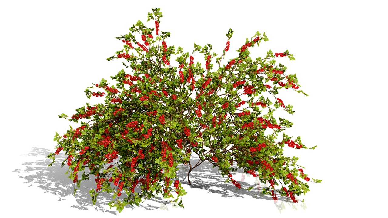 Media 1 for listing Japanese Garden Plants 03