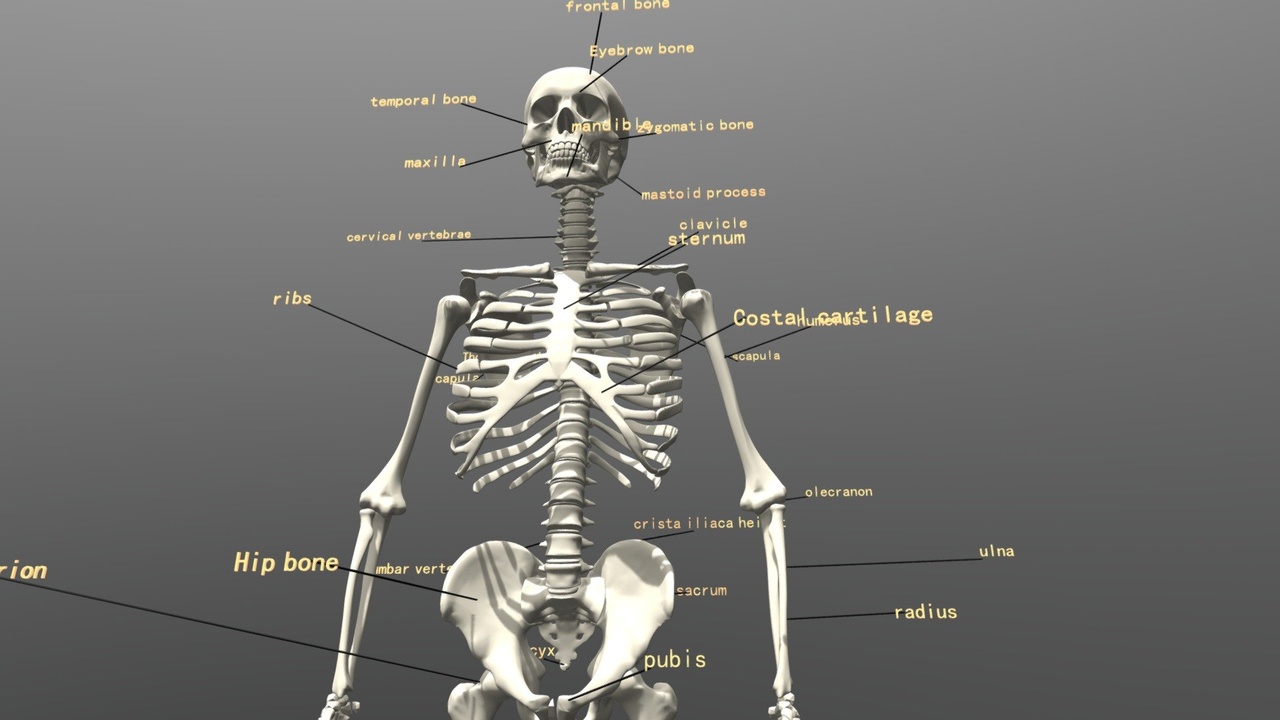 Media 1 for listing skeleton