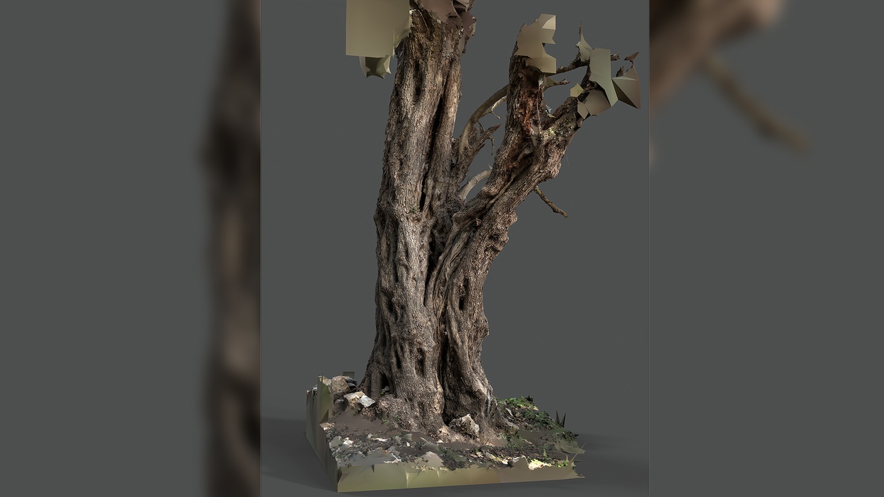 Media 1 for listing Abandoned Village Tree Trunk Scan - Tree 03
