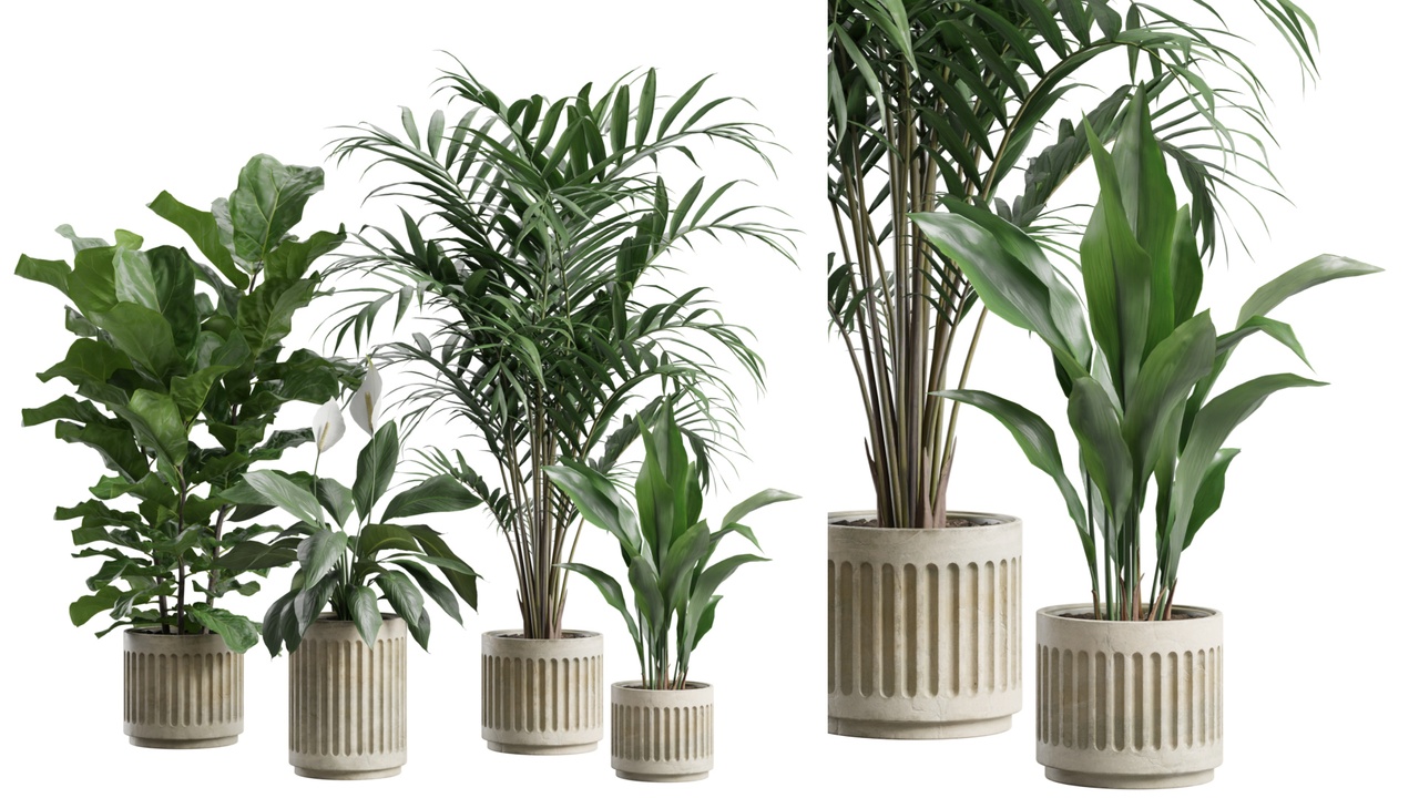 Media 1 for listing Indoor Plants Pack 91
