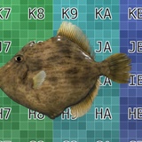 Threadsail Filefish Threadsail Filefish - Kawahagi - Stephanolepis cirrhifer | Fab