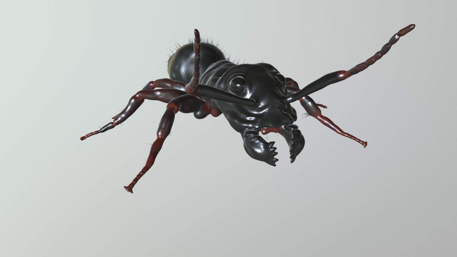Carpenter Ant | Fab