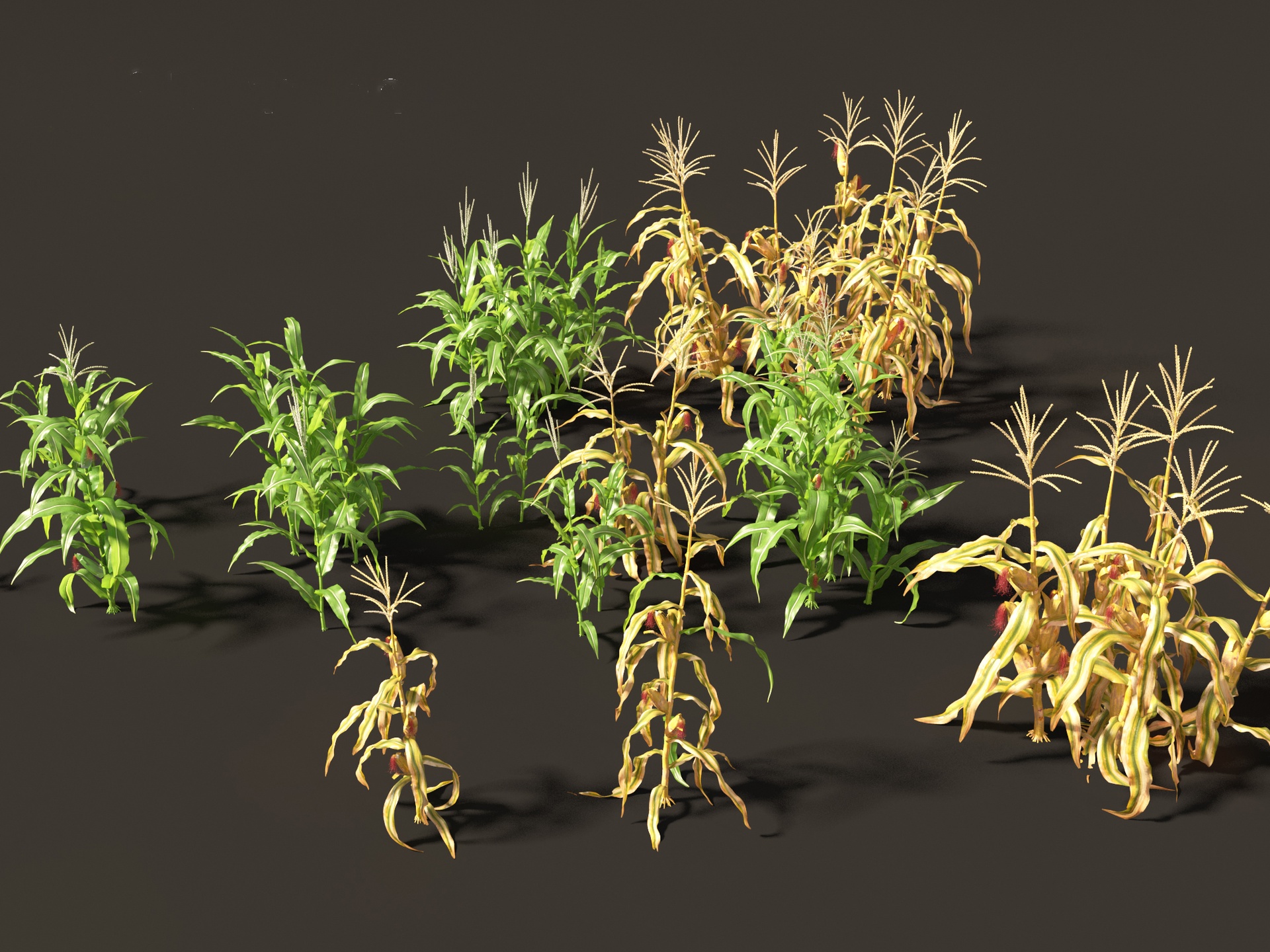 Media 1 for listing Zea mays - Maize