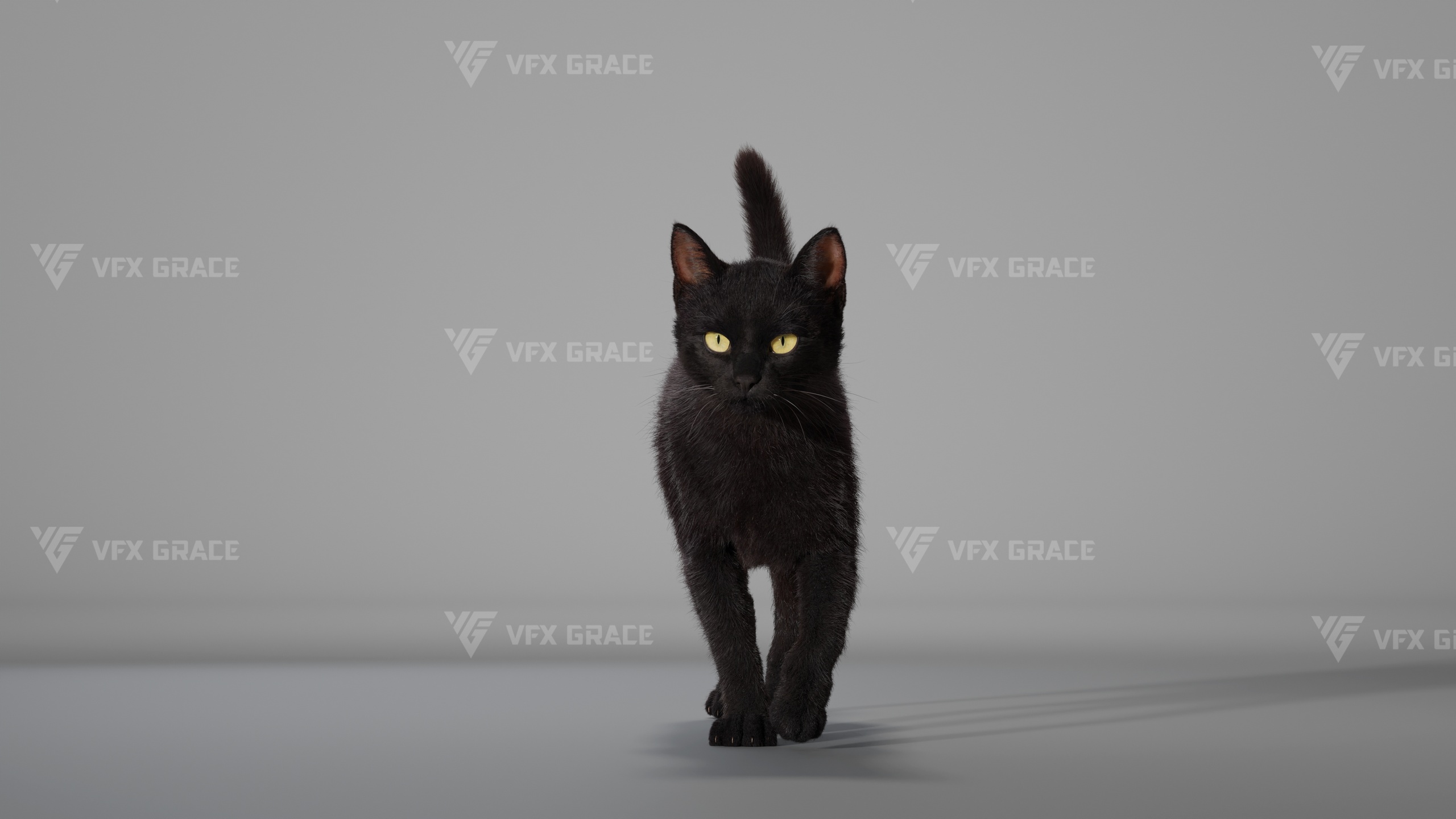 Media 1 for listing Black Cat Animation | VFX Grace
