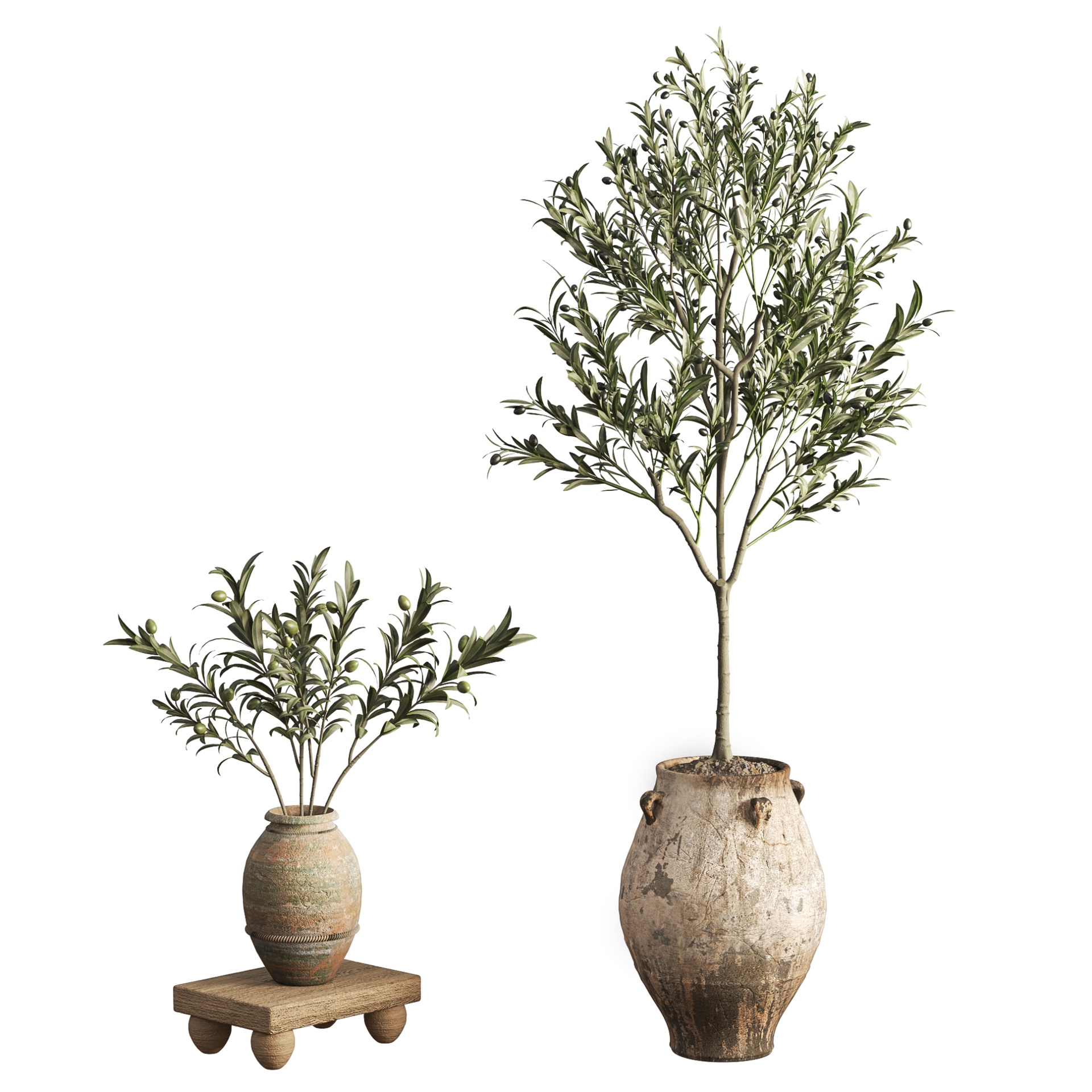 Media 1 for listing Potted Olive Tree and Branch in Antique Terracotta Urns