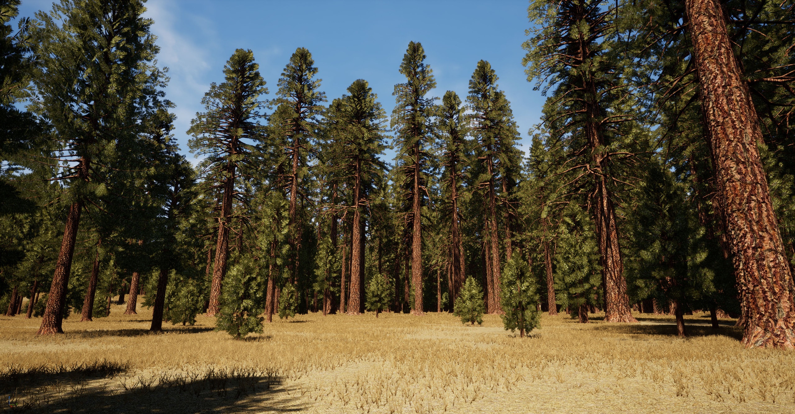 Media 1 for listing Trees Ponderosa Pine Tree