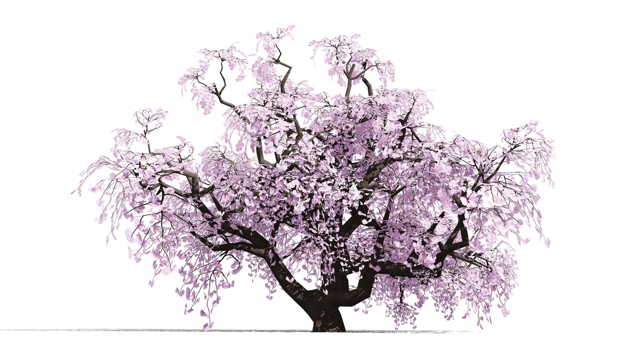 Media 1 for listing Japanese Ornamental Trees Pack