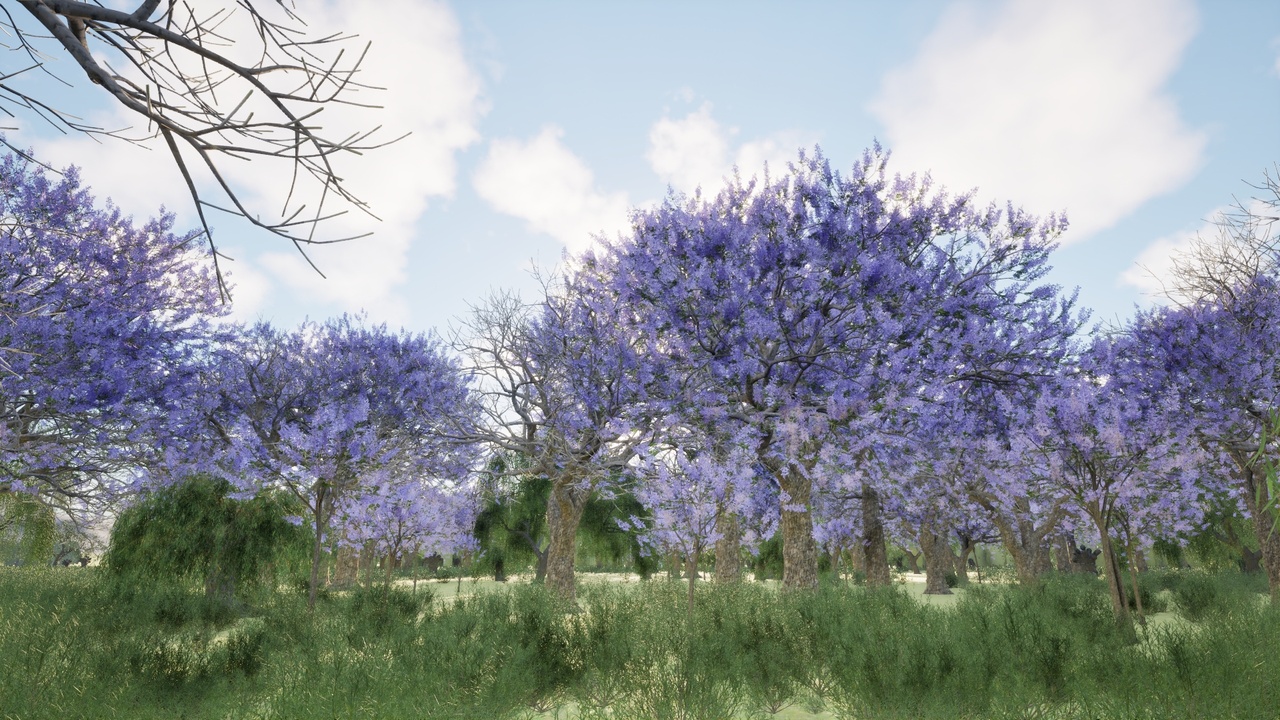 Medios 1 para el artículo Blue Jacaranda (Jacaranda mimosifolia)