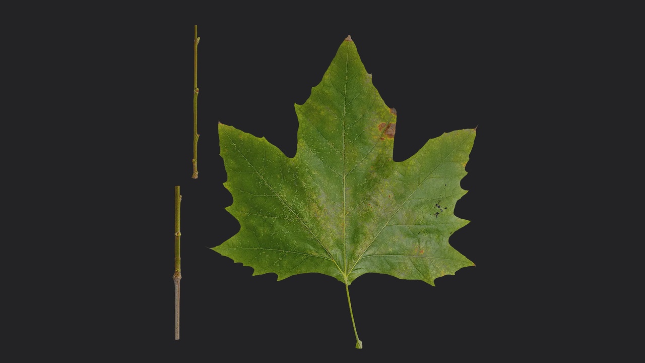 Media 1 for listing AD Platanus orientalis Leaf 04