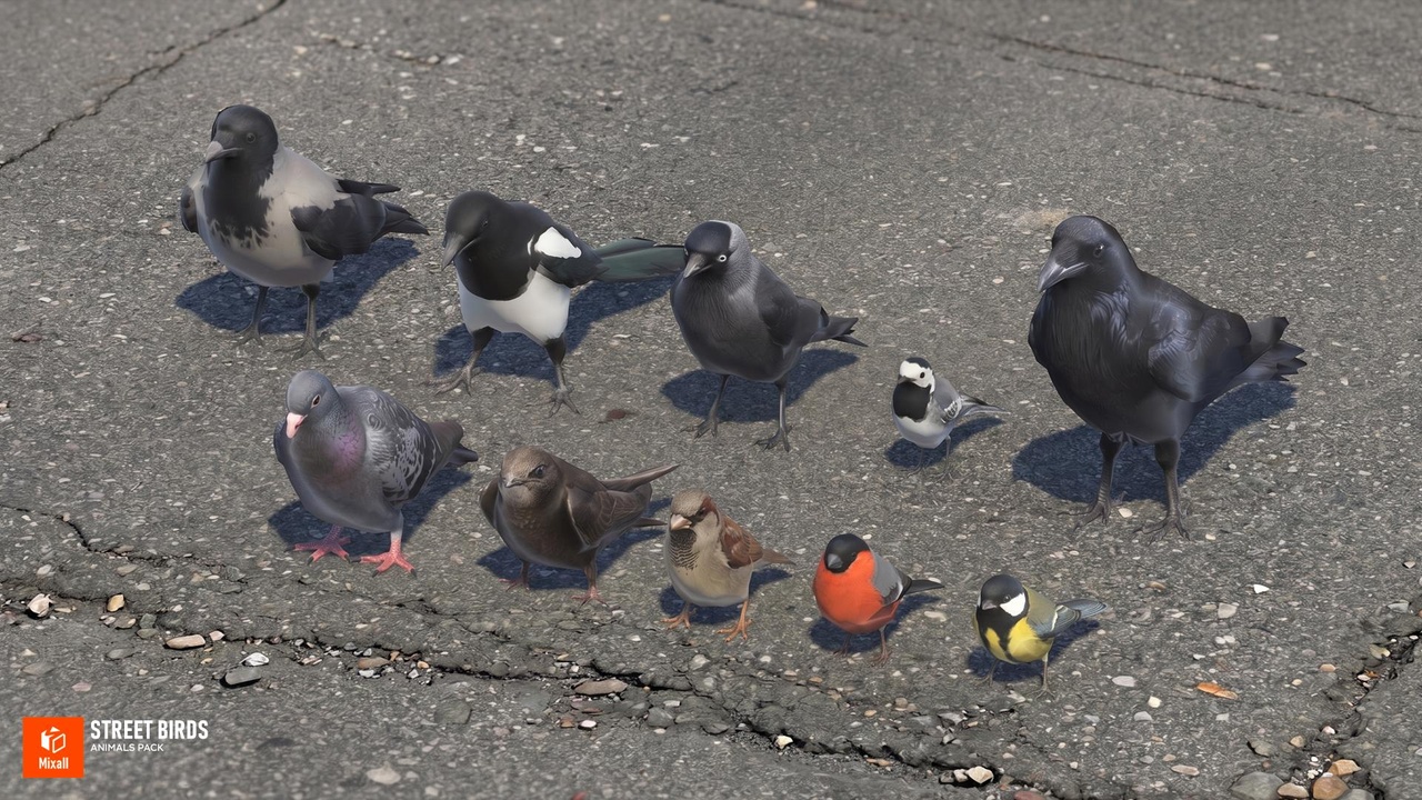 Media 1 for listing Street birds - animals pack