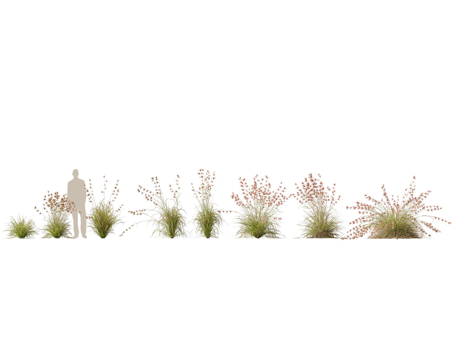 Media 1 for listing (Highpoly+Low Poly) Themeda Triandra - Kangaroo Grass