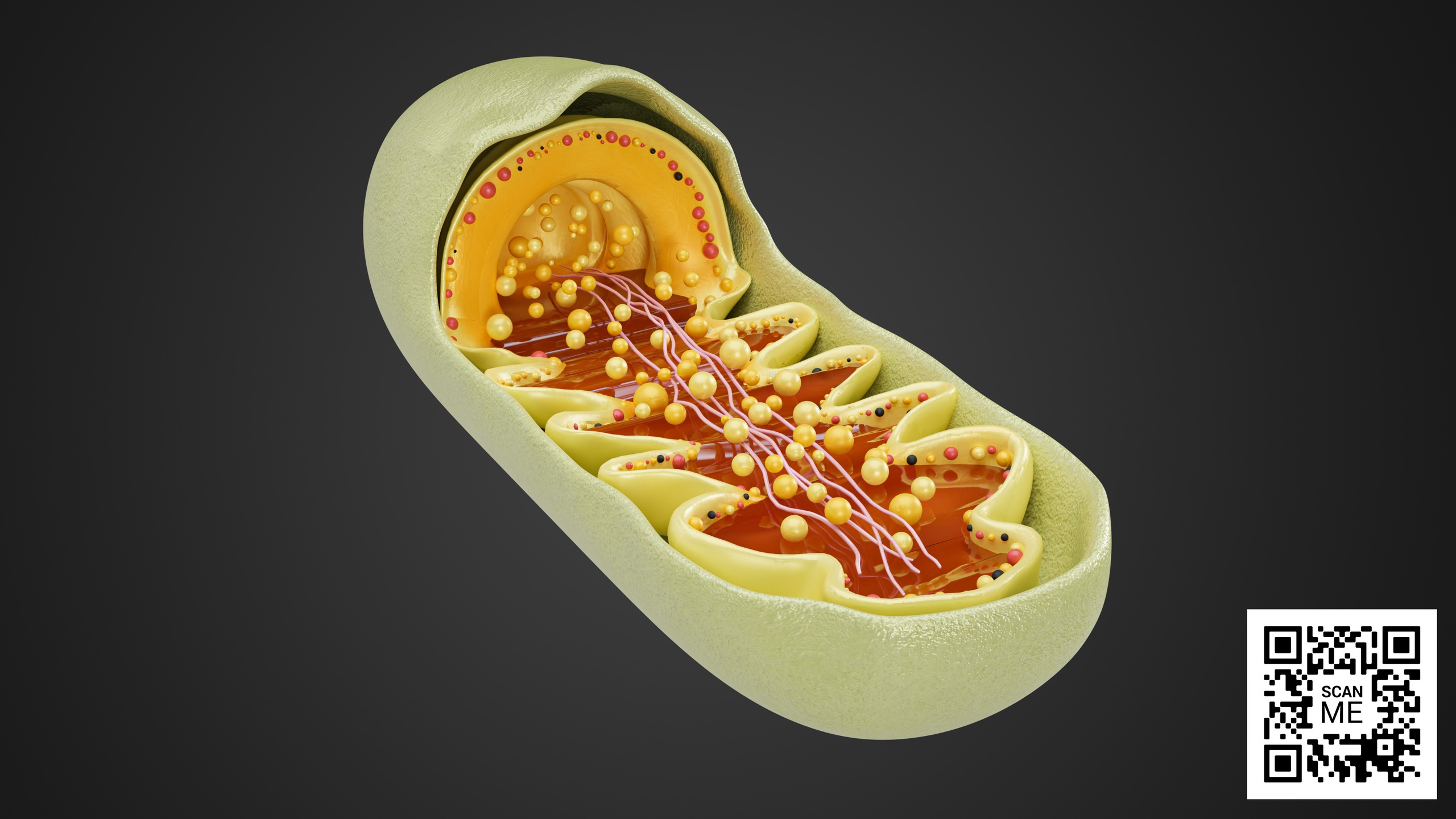 Media 1 for listing Mitochondrion Cross-Section – Detailed 3D Organelle Model