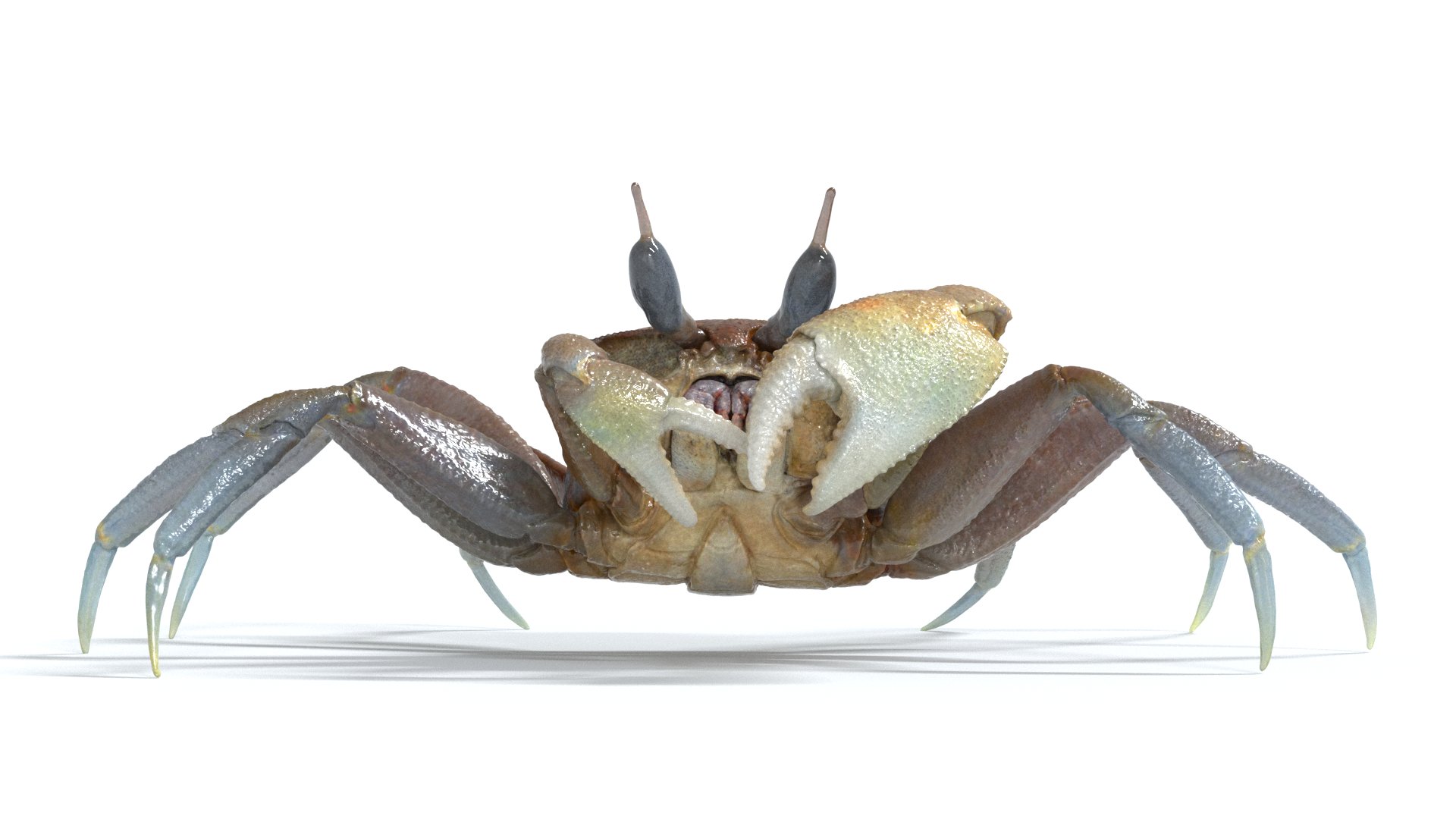 realistic horned ghost crab 8k pbr | Fab