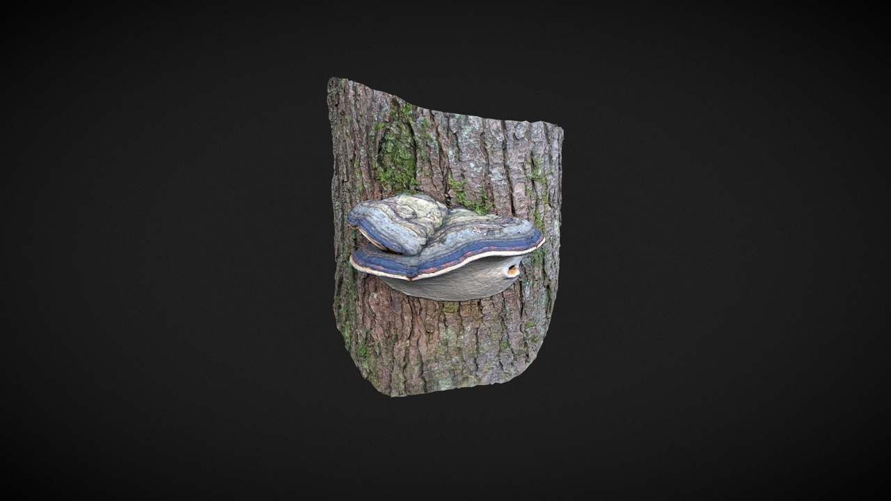 Media 1 for listing Tree Fungus