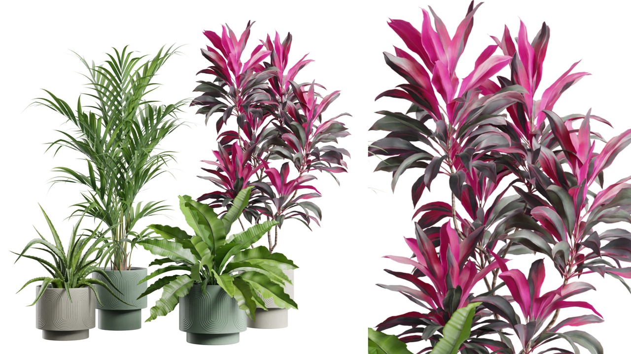 Media 1 for listing Indoor Plants Pack 114