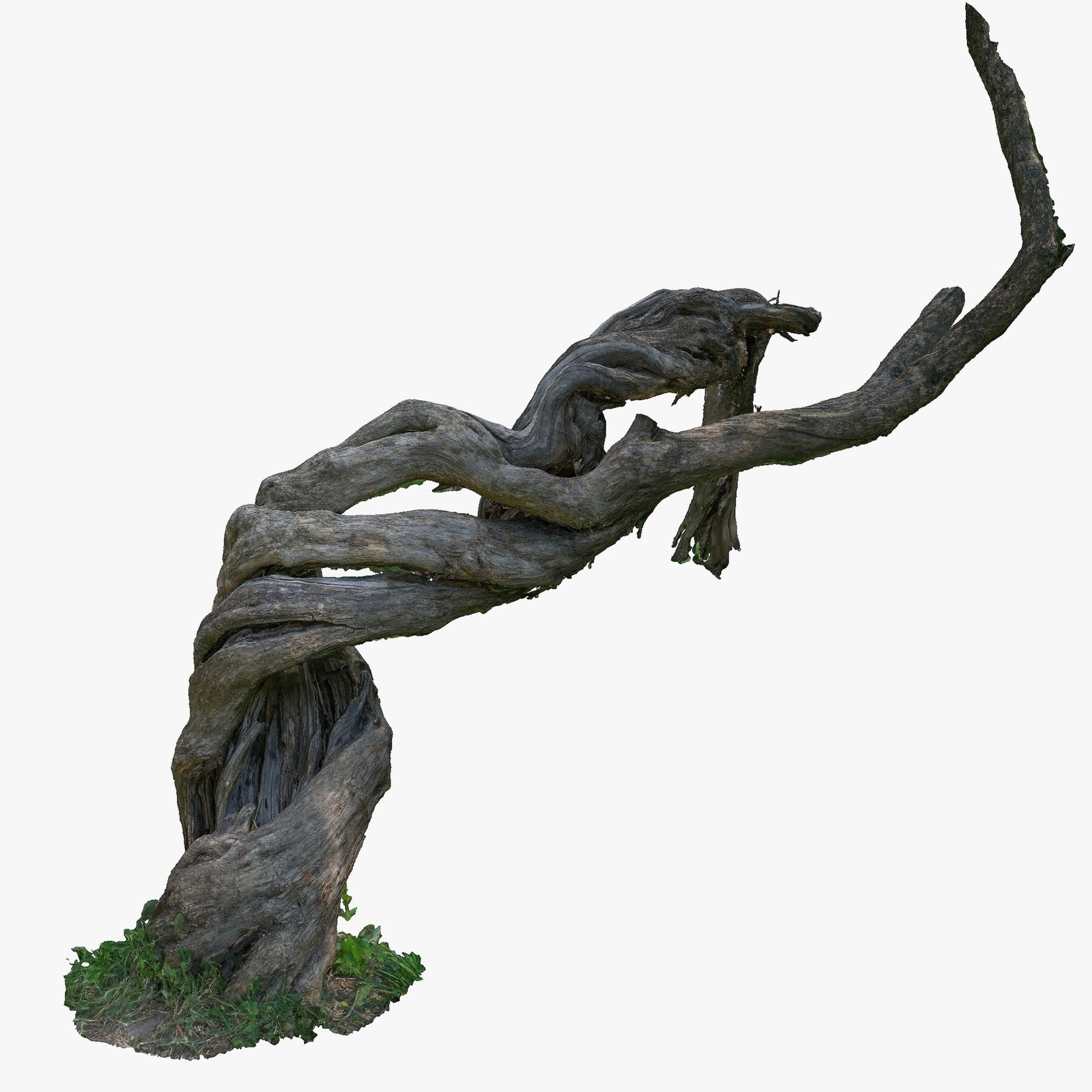 Media 1 for listing Spiral Cracked Tree Trunk 3D Scan 16k Texture OBJ