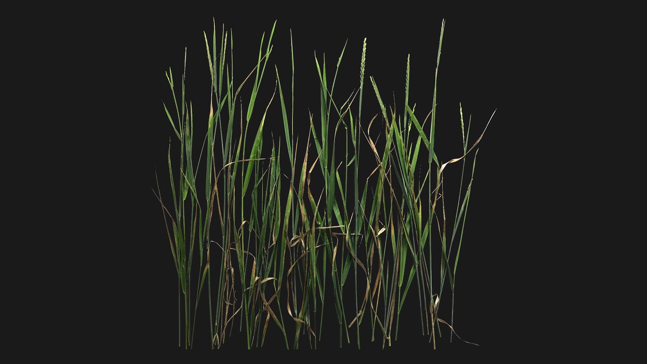 Media 1 for listing Meadow Grass (wcRJUF)