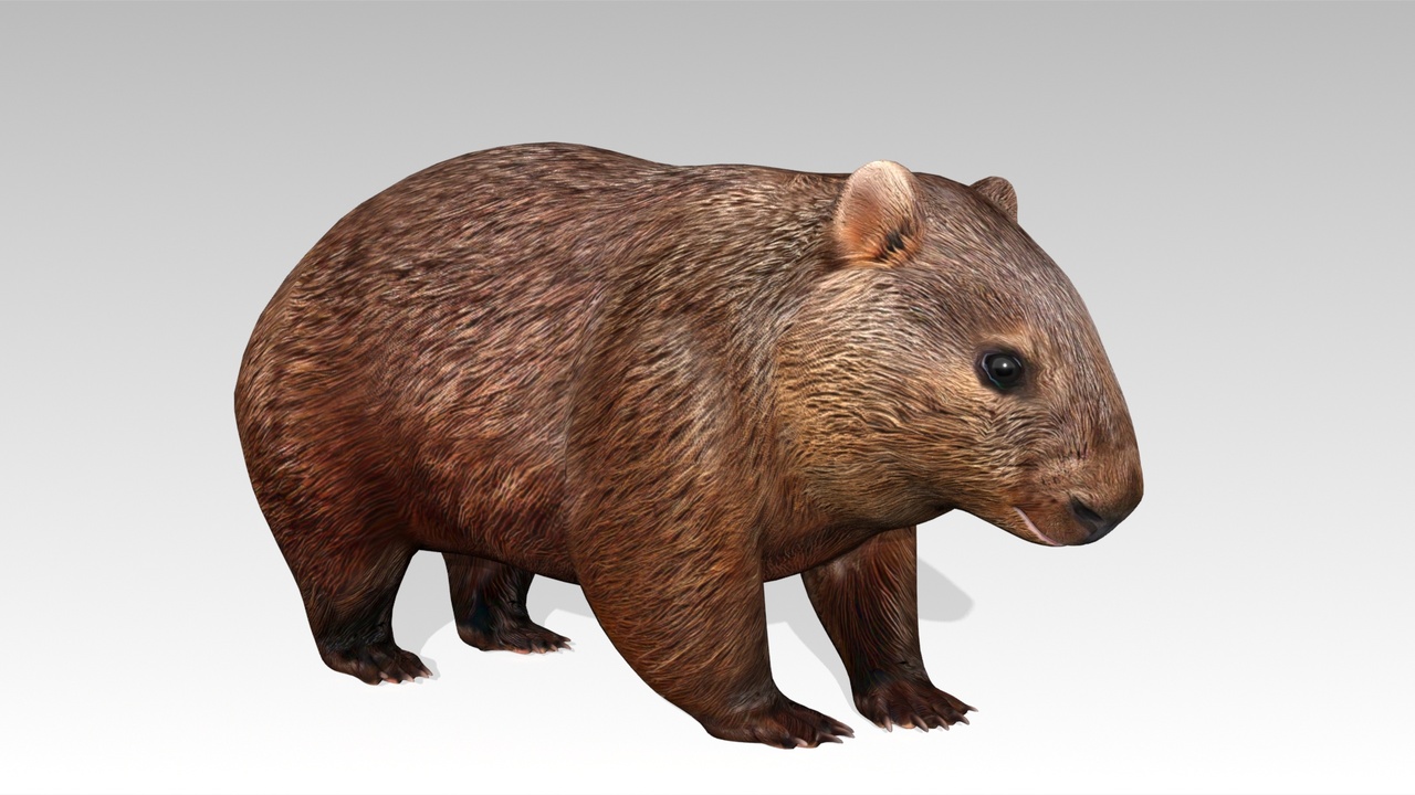 Media 1 for listing Wombat