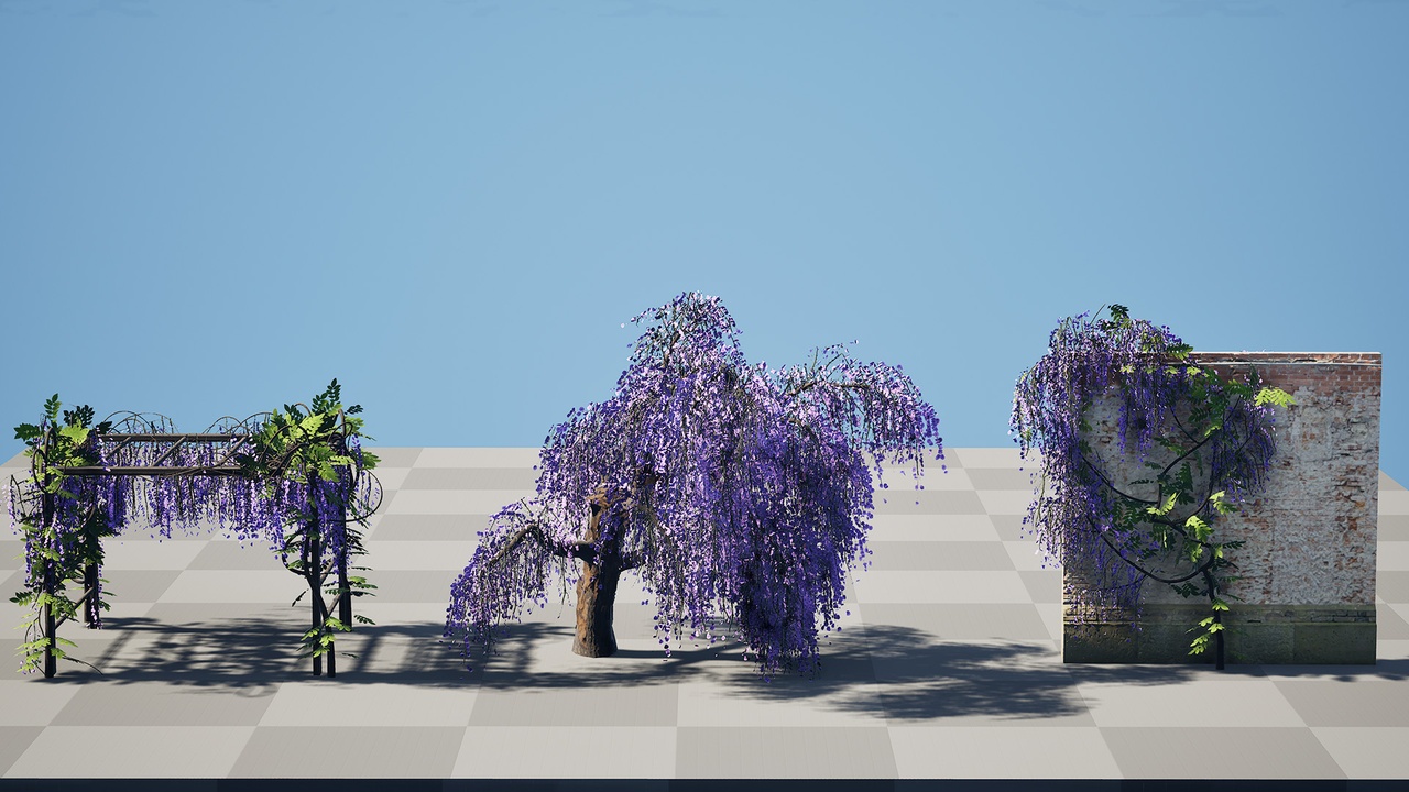 Media 1 for listing Japanese Wisteria Tree Pack