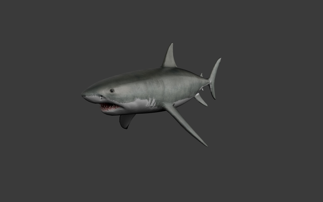 Media 1 for listing Great White Shark
