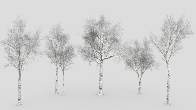 Zian Tree Chinese Banyan Tree-S7 | Fab