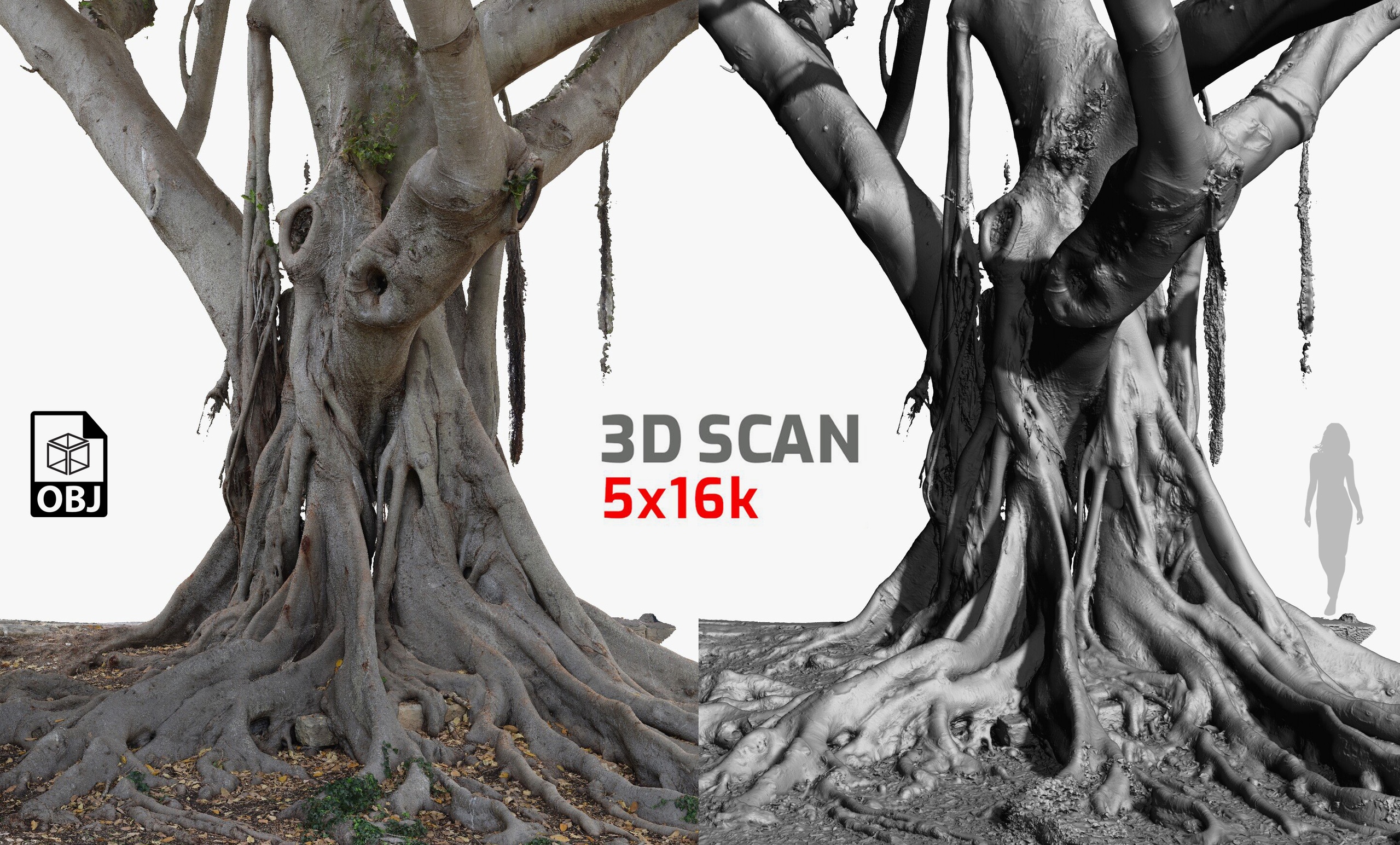 Media 1 for listing Giant Ficus Tree #1 Textures 5x16k / 5x24k 3D Model RAW 3D scan OBJ