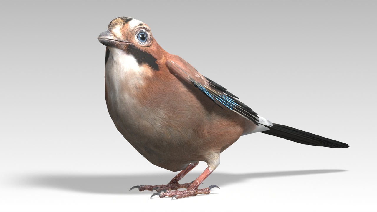 Media 1 for listing Eurasian Jay - Animated Low Poly 3D Model