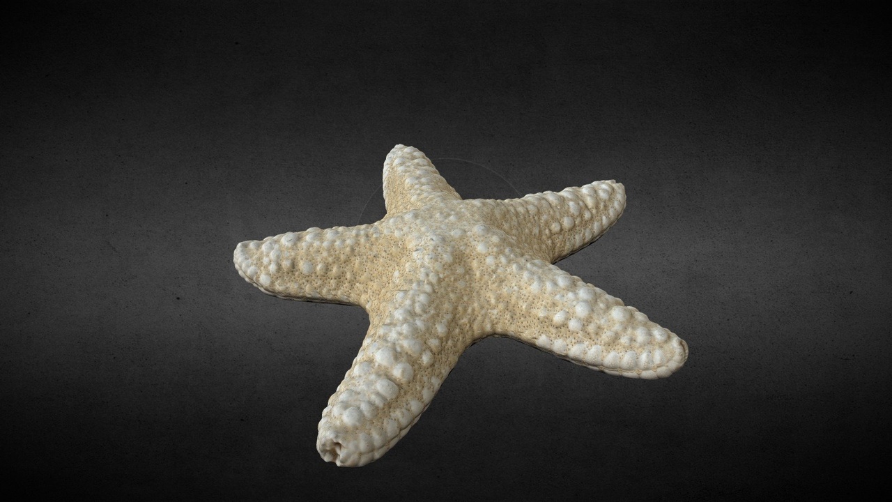 Media 1 for listing Starfish
