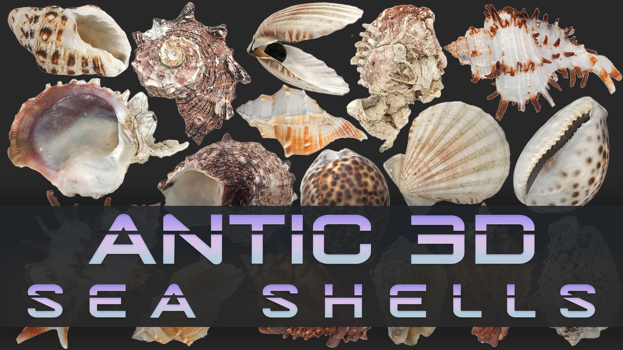 Media 1 for listing Sea Shell Set