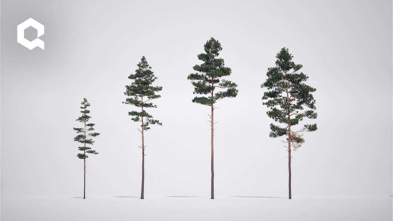 Media 1 for listing Megaplants: Baltic Pine