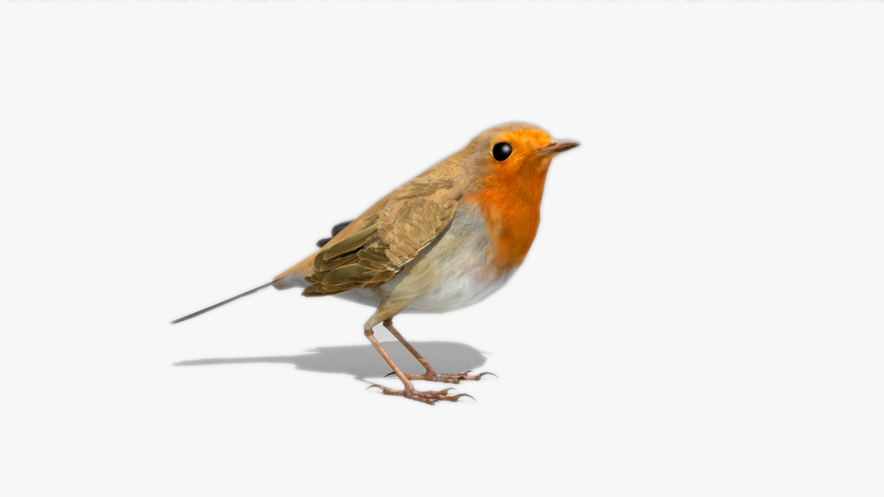 Media 1 for listing Robin