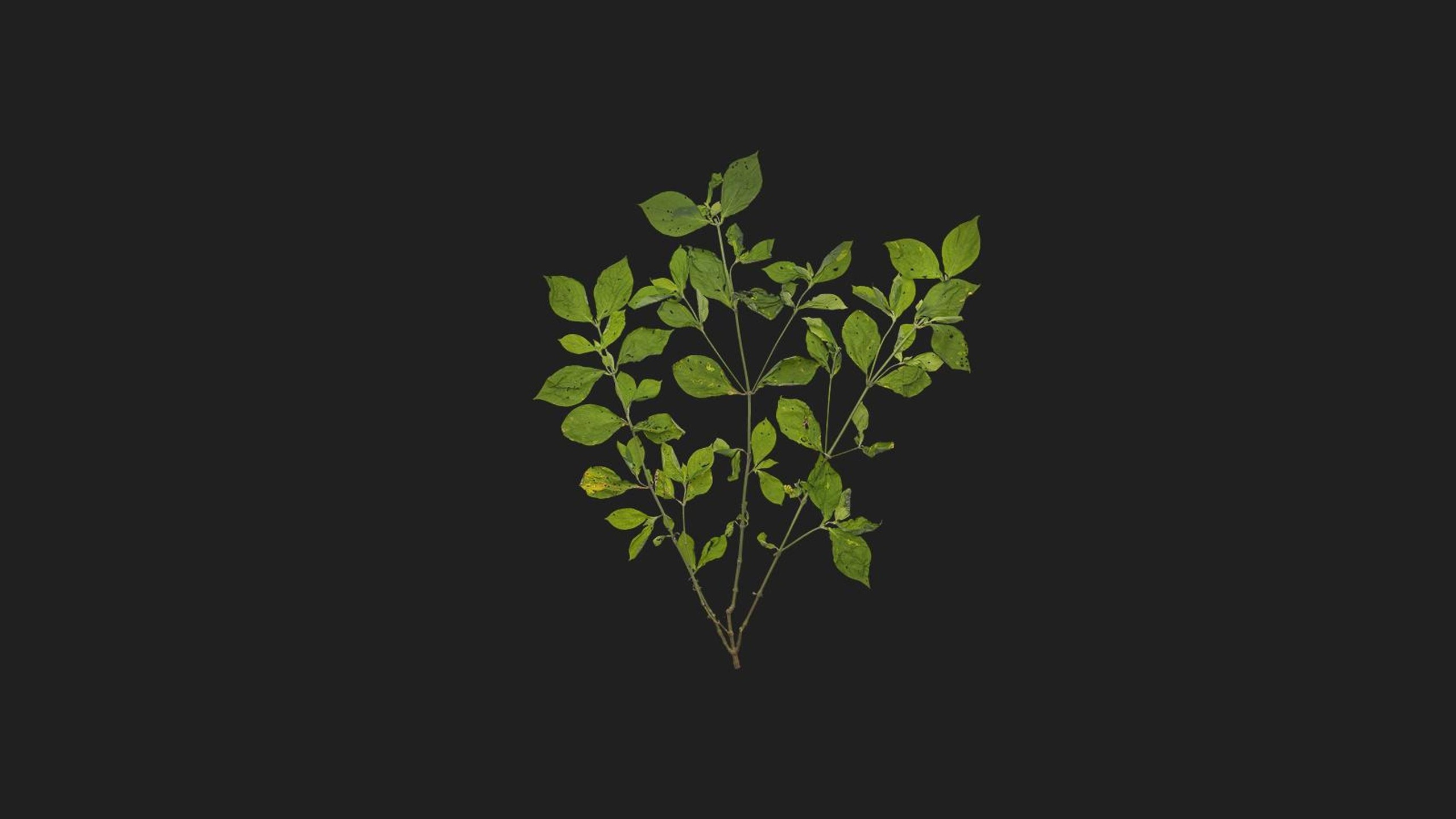 Green Shrub | Fab