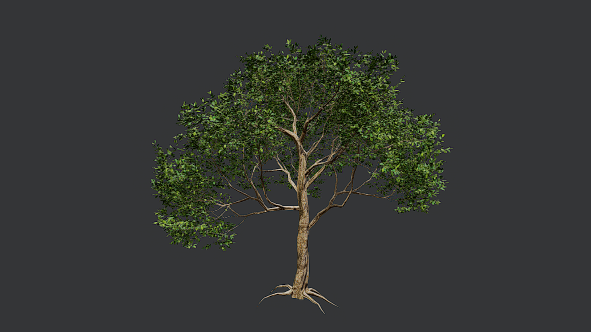 Broadleaf Tree - VAR C | Fab