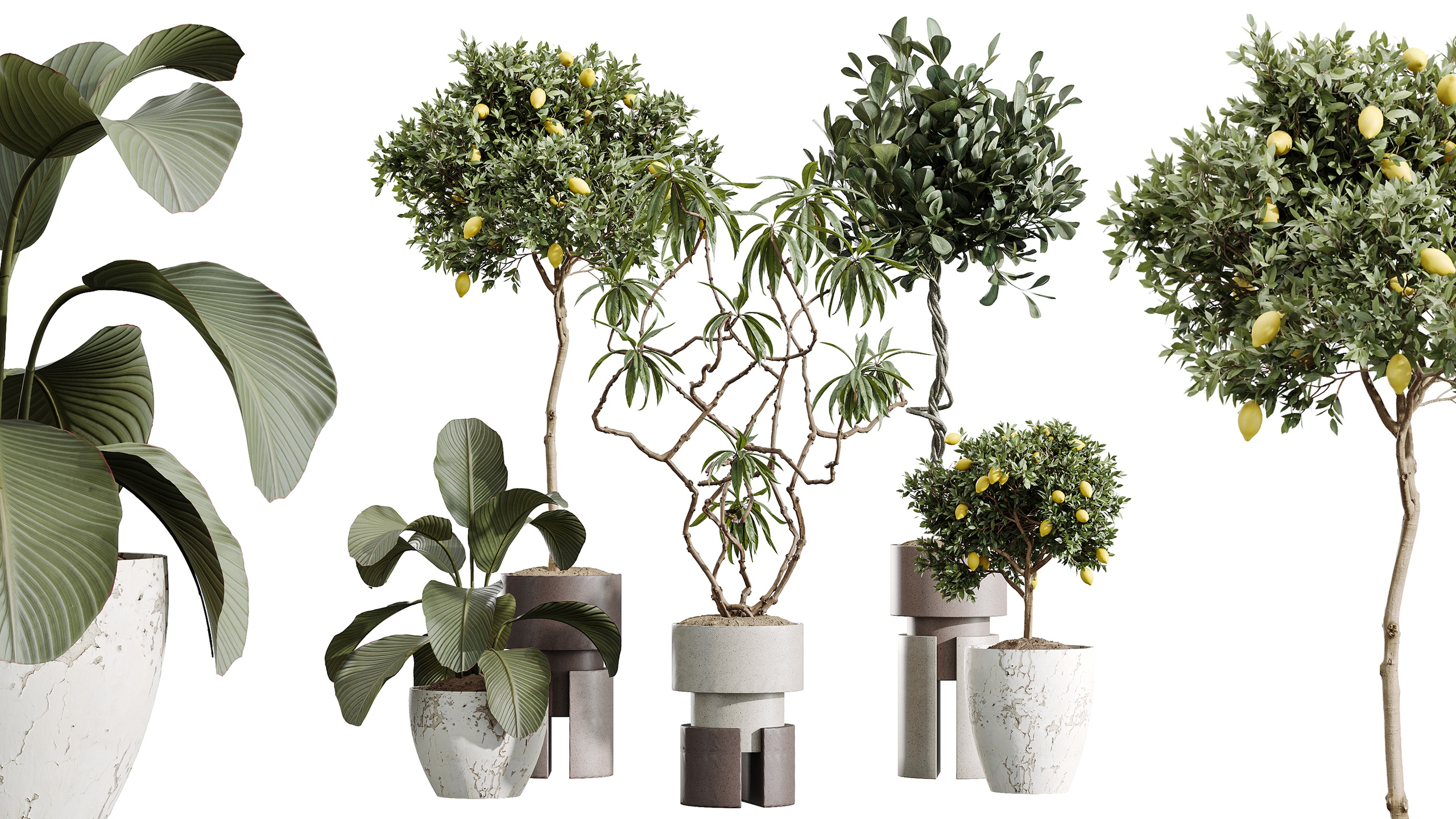 Media 1 for listing AV Indoor Plants Set 403 Lemon Ficus Japandi Calathea Lutea