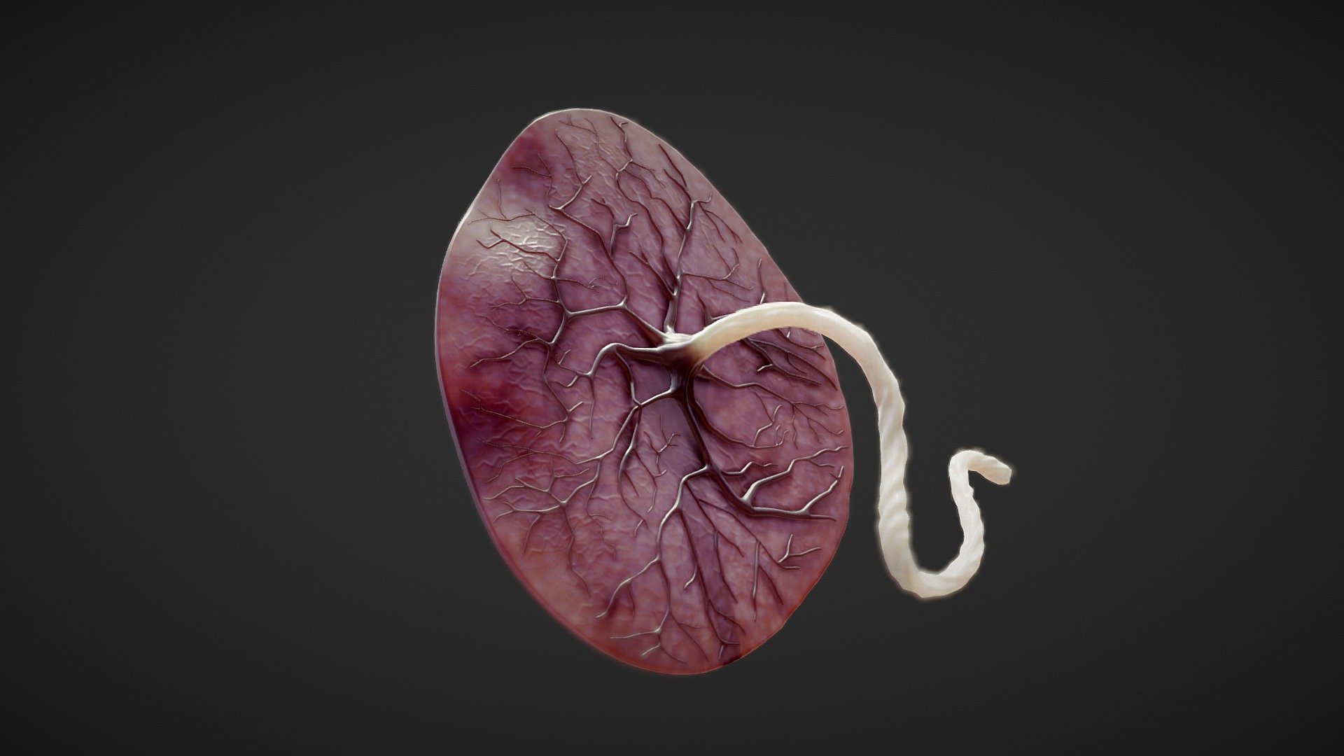 拙作「Placenta」 Placenta Anatomy | Fab