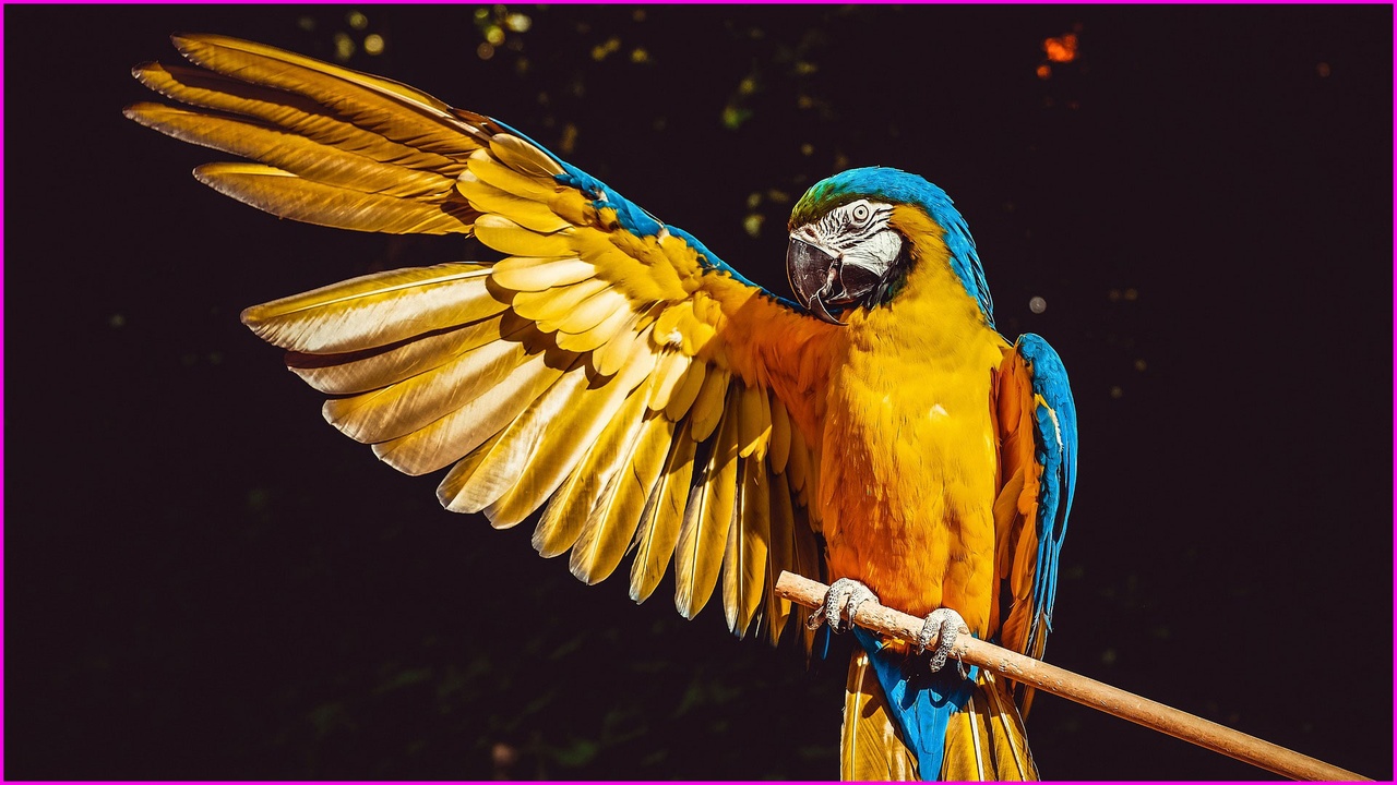 Media 1 for listing 280+ Animal & Creature Sounds Pack