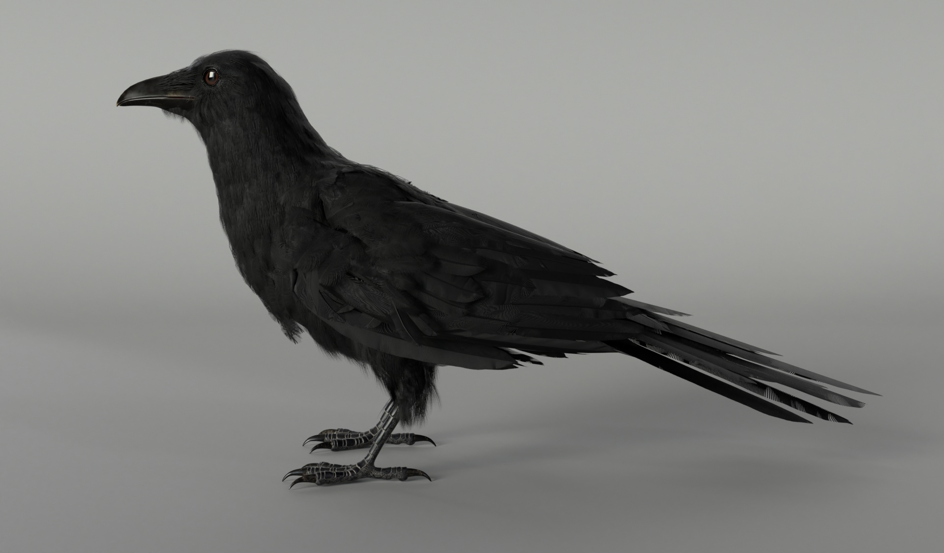 Media 1 for listing Crow