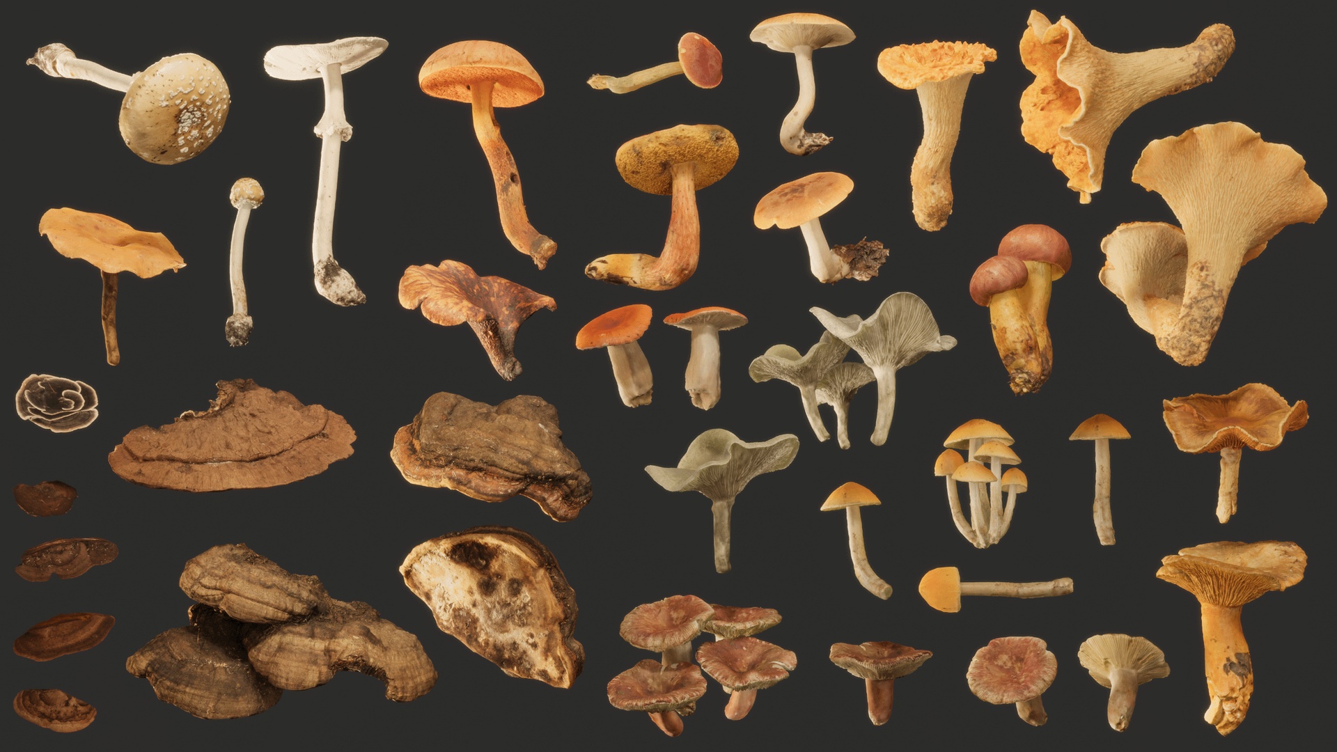 Media 1 for listing Realistic Mushrooms Scans
